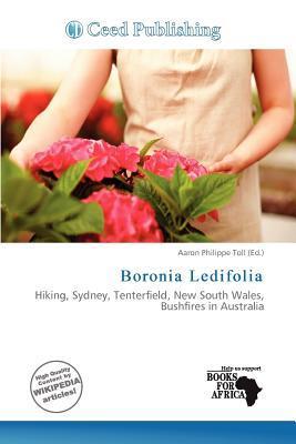 Boronia Ledifolia