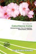Calochlaena Dubia