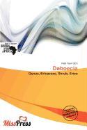 Daboecia