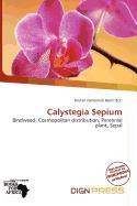 Calystegia Sepium