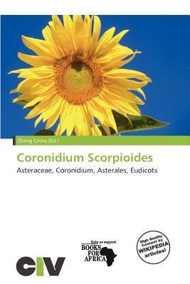Coronidium Scorpioides