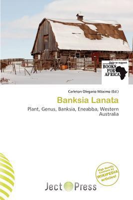 Banksia Lanata
