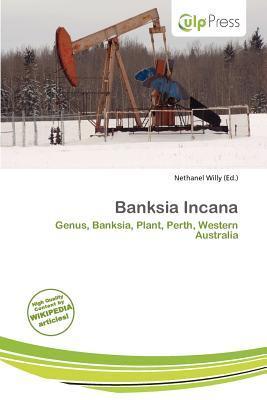 Banksia Incana