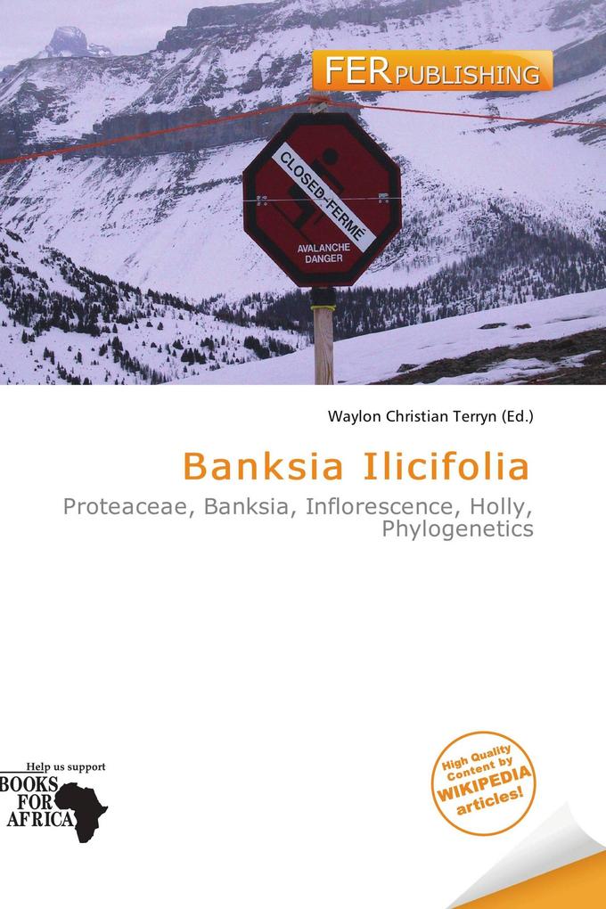 Banksia Ilicifolia
