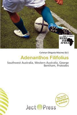 Adenanthos Filifolius