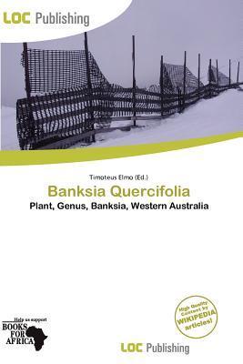 Banksia Quercifolia