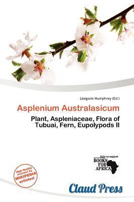 Asplenium Australasicum