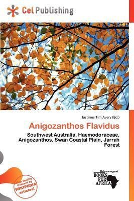 Anigozanthos Flavidus