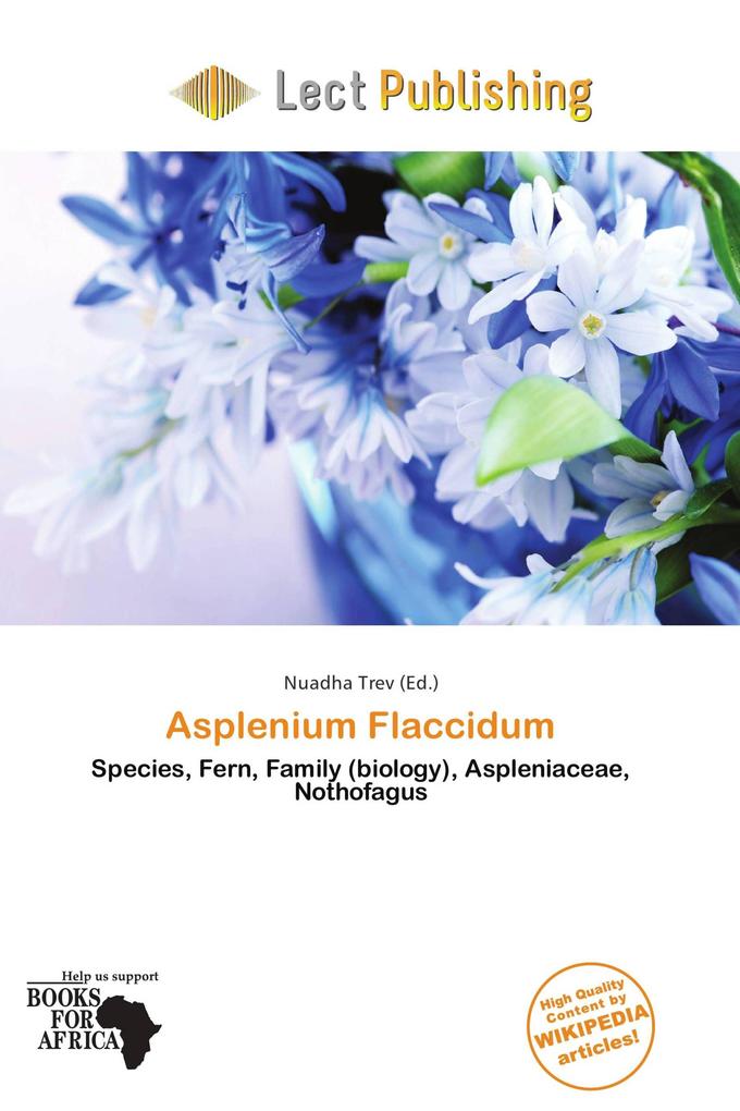 Asplenium Flaccidum