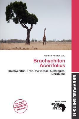 Brachychiton Acerifolius