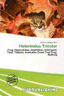 Heterixalus Tricolor