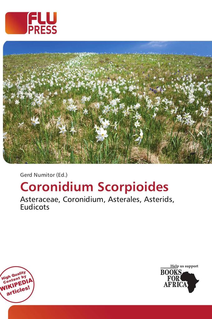 Coronidium Scorpioides