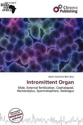 Intromittent Organ