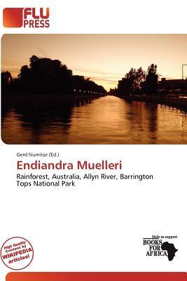 Endiandra Muelleri