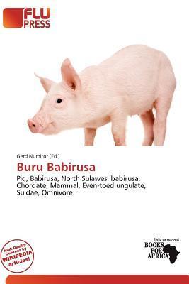 Buru Babirusa