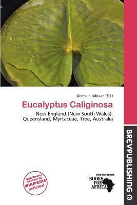 Eucalyptus Caliginosa