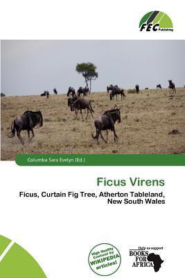 Ficus Virens