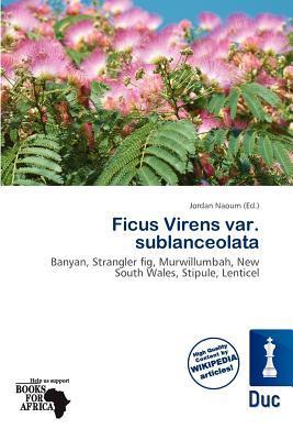 Ficus Virens var. sublanceolata
