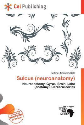 Sulcus (neuroanatomy)