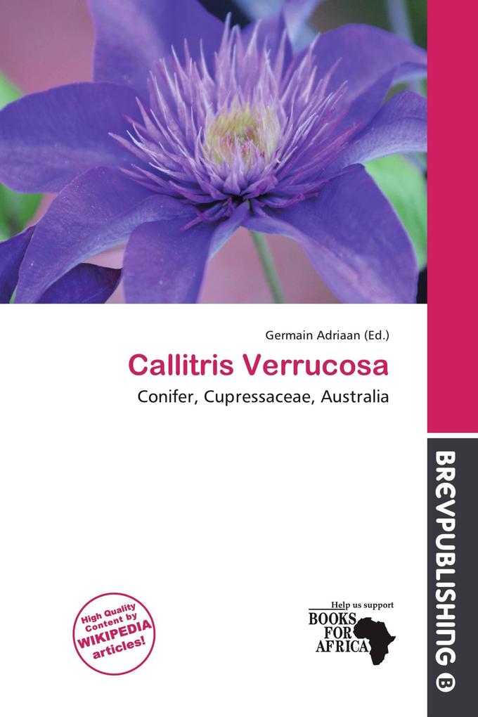 Callitris Verrucosa