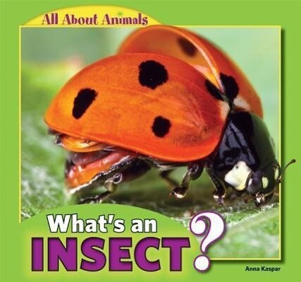 What‘s an Insect?