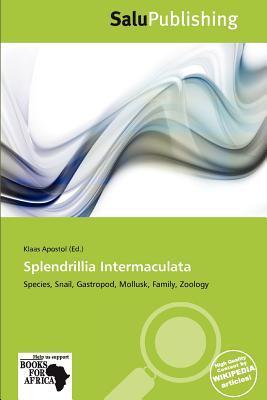 Splendrillia Intermaculata