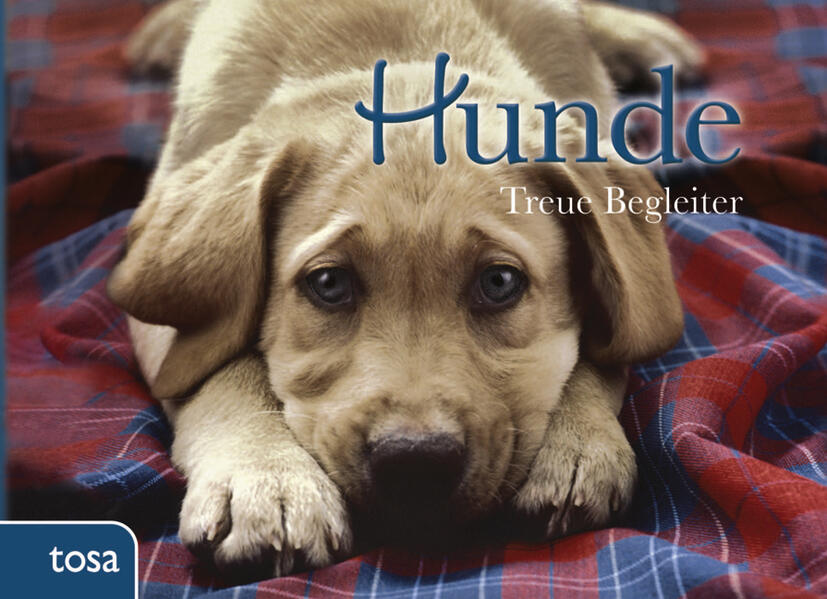 Hunde: Treue Begleiter - Bild 5