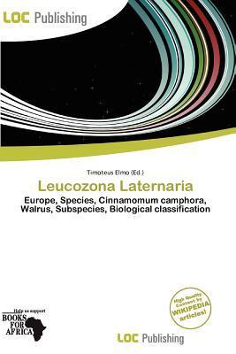 Leucozona Laternaria