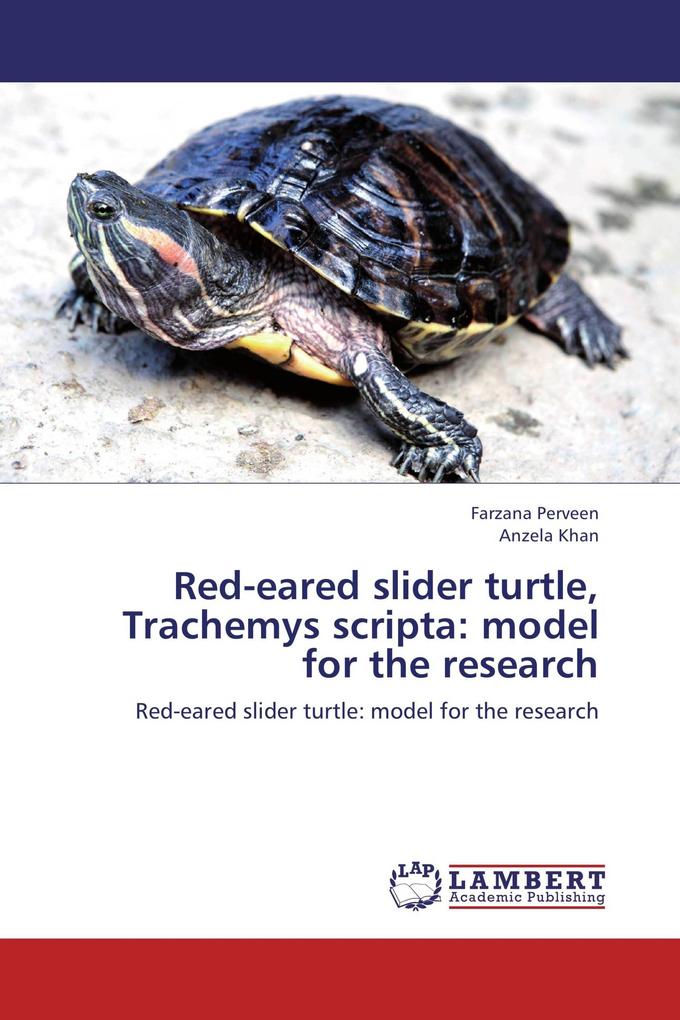 Red-eared slider turtle Trachemys scripta: model for the research