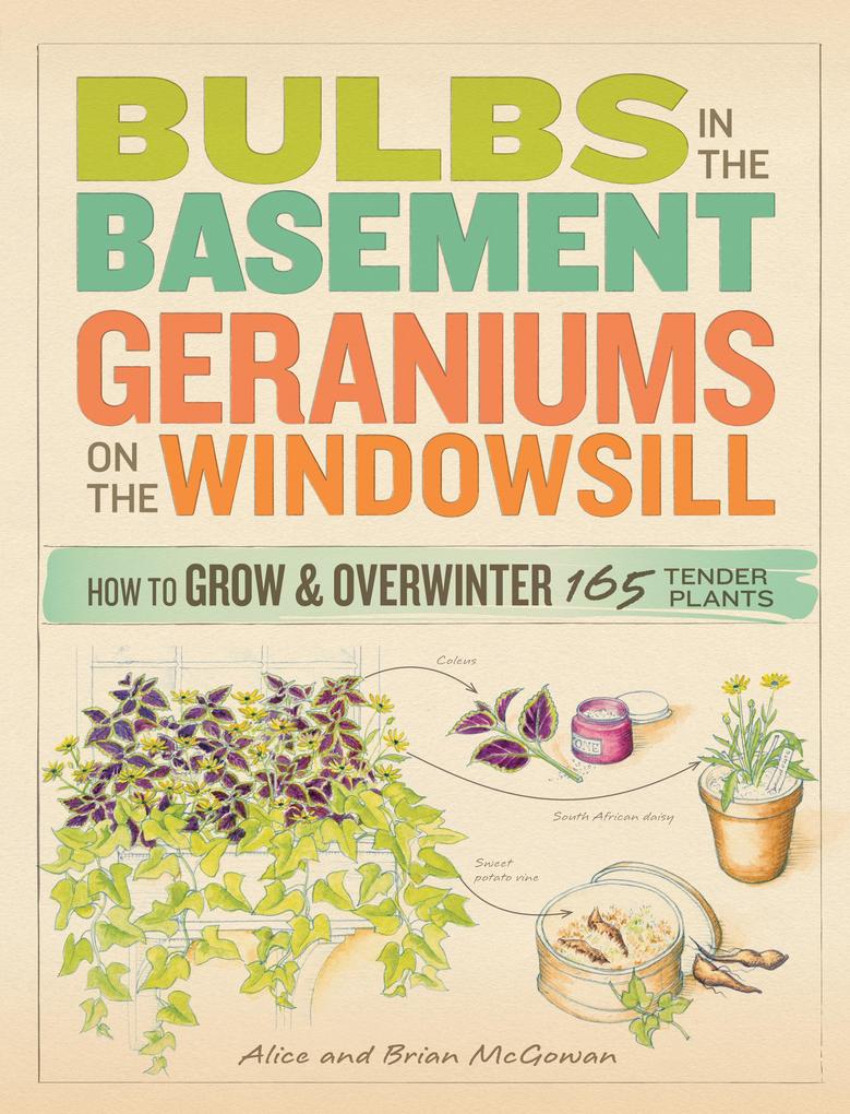 Bulbs in the Basement Geraniums on the Windowsill