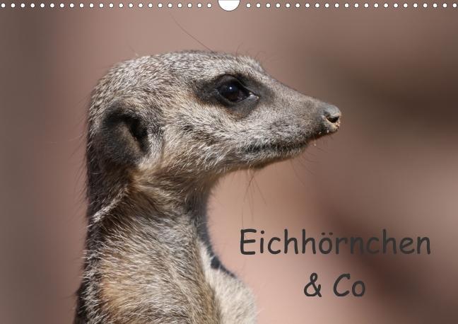 Eichhörnchen & Co (Posterbuch DIN A3 quer) als Buch von SchnelleWelten - SchnelleWelten