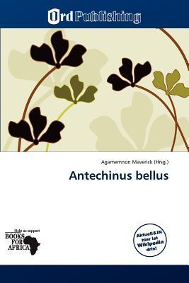 Antechinus bellus