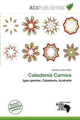 Caladenia Carnea