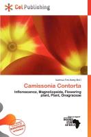 Camissonia Contorta