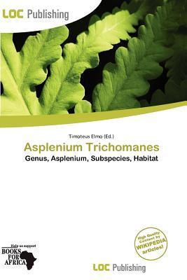 Asplenium Trichomanes