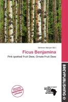 Ficus Benjamina