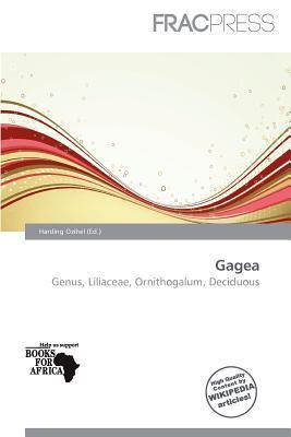 Gagea