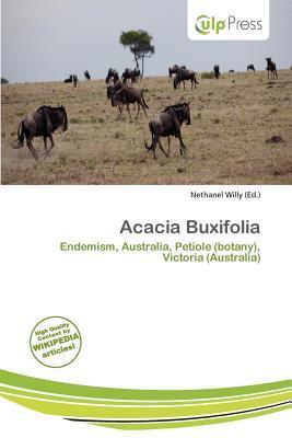 Acacia Buxifolia