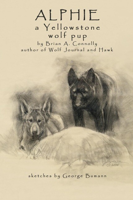 Alphie a Yellowstone Wolf Pup