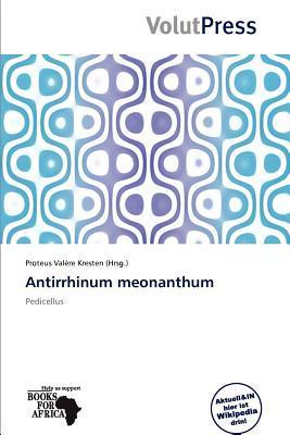 Antirrhinum meonanthum