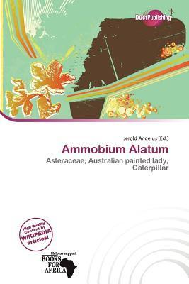 Ammobium Alatum