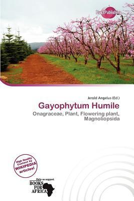 Gayophytum Humile