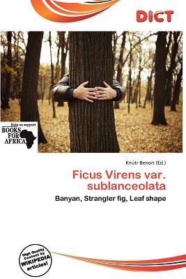 Ficus Virens var. sublanceolata