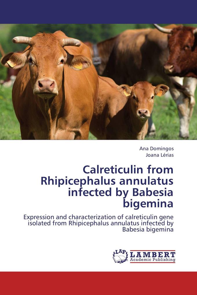 Calreticulin from Rhipicephalus annulatus infected by Babesia bigemina
