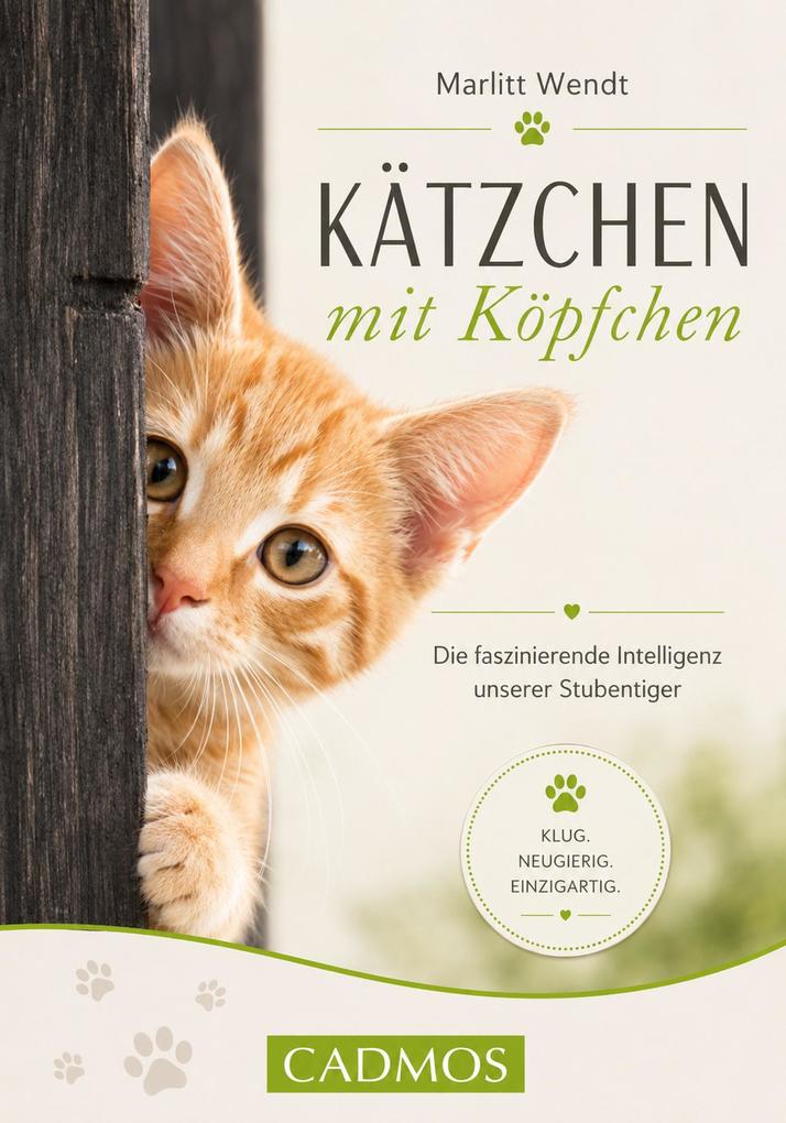 Kätzchen mit Köpfchen