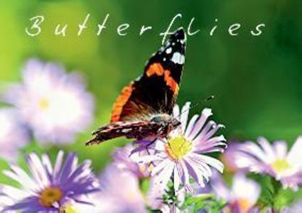 Butterflies (Posterbuch DIN A4 quer) als Buch von Bernd Witkowski - Bernd Witkowski