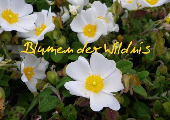 Blumen der Wildnis (Posterbuch DIN A3 quer) als Buch von Gräfin Kristin von Montfort - Gräfin Kristin von Montfort