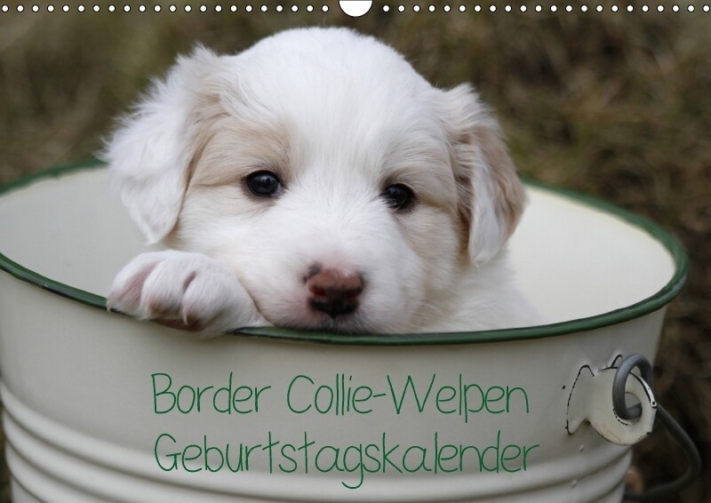 Border Collie-Welpen Geburtstagskalender (Wandkalender immerwährend DIN A3 quer) - Antje Lindert-Rottke