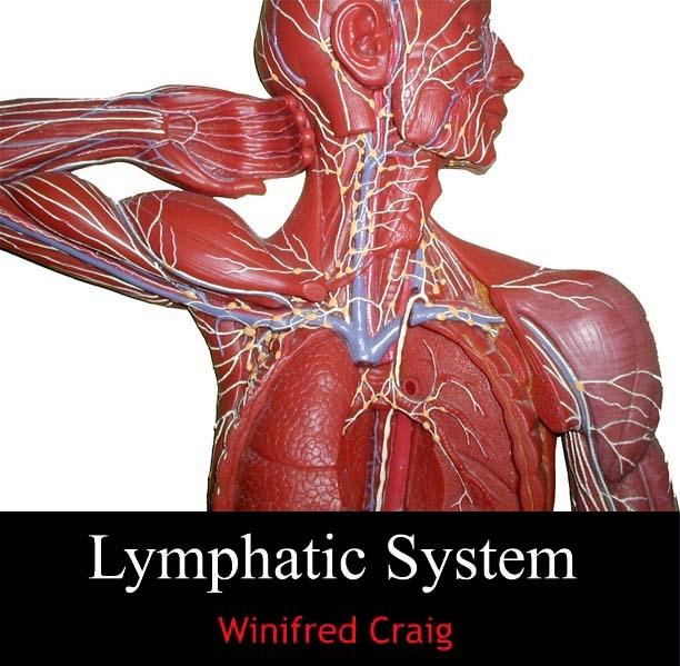 Lymphatic System
