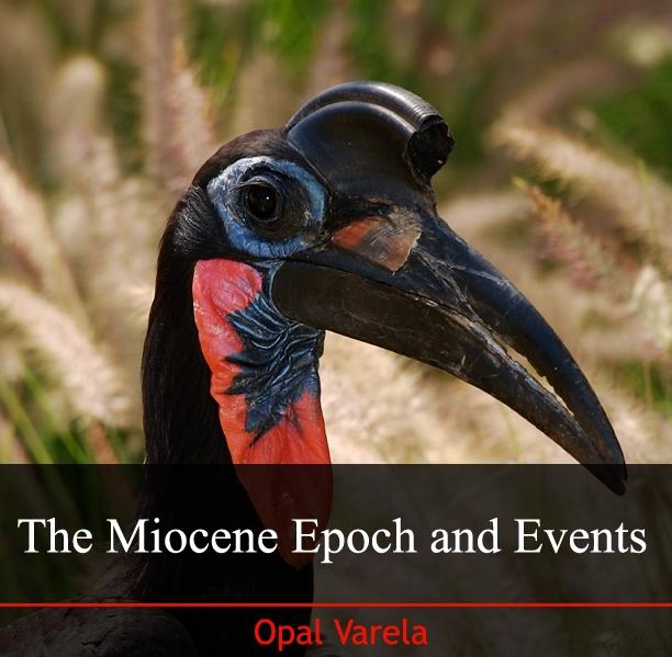 Miocene Epoch and Events The
